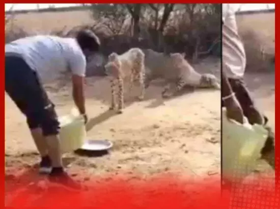 ਪਿਆਸੇ ਚੀਤਿਆਂ ਨੂੰ ਪਾਣੀ ਪਿਲਾਉਣ ਵਾਲਾ ਮੁਲਾਜ਼ਮ ਮੁਅੱਤਲ