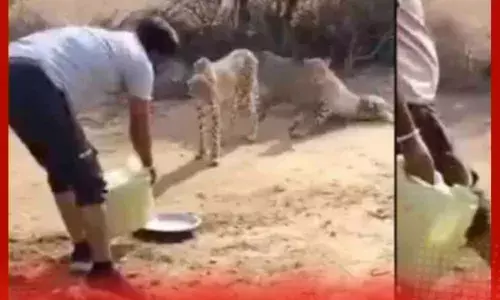 ਪਿਆਸੇ ਚੀਤਿਆਂ ਨੂੰ ਪਾਣੀ ਪਿਲਾਉਣ ਵਾਲਾ ਮੁਲਾਜ਼ਮ ਮੁਅੱਤਲ