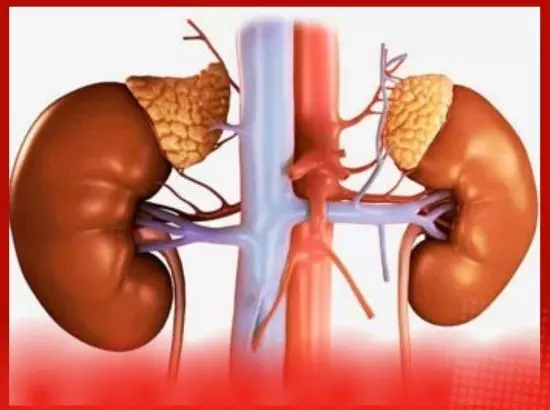 ਇਹ 5 ਸੁਪਰਫੂਡ ਤੁਹਾਡੇ ਗੁਰਦਿਆਂ ਨੂੰ ਰੱਖਣਗੇ ਸਿਹਤਮੰਦ