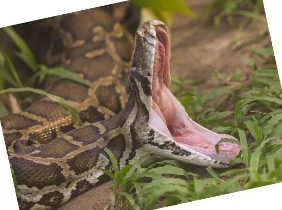 36 ਸਾਲਾ ਔਰਤ ਨੂੰ ਅਜਗਰ ਨੇ ਪੂਰਾ ਨਿਗਲ ਲਿਆ