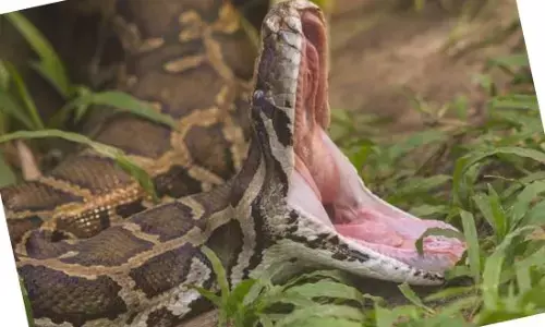 36 ਸਾਲਾ ਔਰਤ ਨੂੰ ਅਜਗਰ ਨੇ ਪੂਰਾ ਨਿਗਲ ਲਿਆ