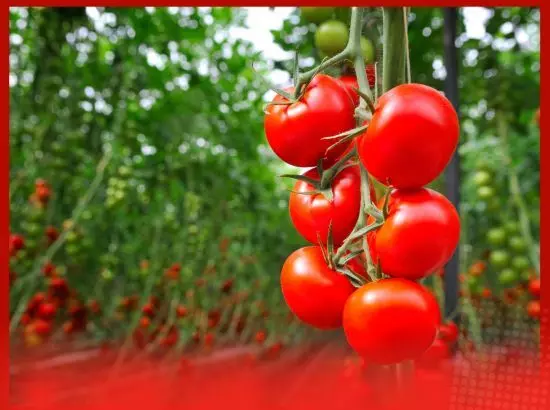 ਟਮਾਟਰ ਦੀ ਫ਼ਸਲ ਨੂੰ ਕੀੜਿਆਂ ਦੇ ਹਮਲੇ ਤੋਂ ਬਚਾਉ ਅਤੇ ਪੂਰਾ ਝਾੜ ਪਾਉ