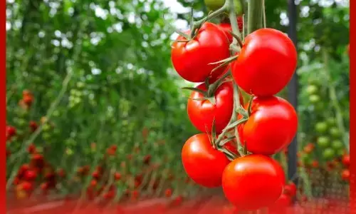 ਟਮਾਟਰ ਦੀ ਫ਼ਸਲ ਨੂੰ ਕੀੜਿਆਂ ਦੇ ਹਮਲੇ ਤੋਂ ਬਚਾਉ ਅਤੇ ਪੂਰਾ ਝਾੜ ਪਾਉ