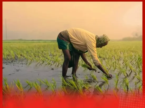 ਪੰਜਾਬ ’ਚ ਝੋਨੇ ਦੀ ਸੀਧੀ ਬਿਜਾਈ ਸ਼ੁਰੂ, ਸਰਕਾਰ ਨੇ ਰੱਖਿਆ 5 ਲੱਖ ਏਕੜ ਦਾ ਟੀਚਾ