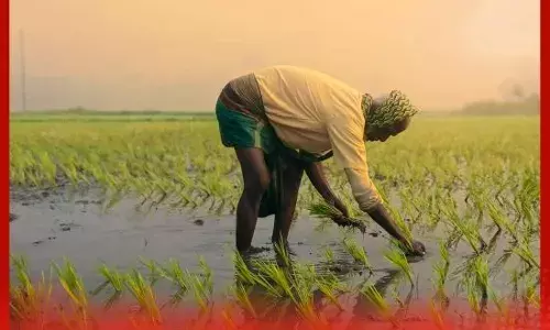 ਪੰਜਾਬ ’ਚ ਝੋਨੇ ਦੀ ਸੀਧੀ ਬਿਜਾਈ ਸ਼ੁਰੂ, ਸਰਕਾਰ ਨੇ ਰੱਖਿਆ 5 ਲੱਖ ਏਕੜ ਦਾ ਟੀਚਾ