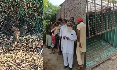 ਪਿੰਡ ਸੰਗੂਧੋਣ ਵਿਖੇ ਦੋ ਤੇਂਦੂਏ ਦਿਖਾਈ ਦਿੱਤੇ, ਪਿੰਡ ਵਿਚ ਡਰ ਦਾ ਮਾਹੌਲ