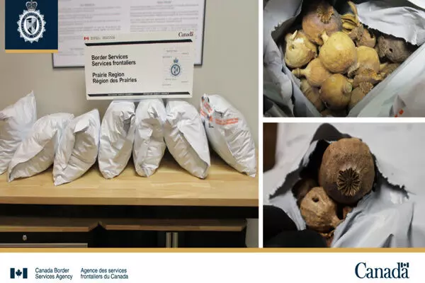 ਕੈਨੇਡਾ ਦੇ ਹਵਾਈ ਅੱਡੇ ’ਤੇ 14.5 ਕਿਲੋ ਡੋਡੇ ਜ਼ਬਤ