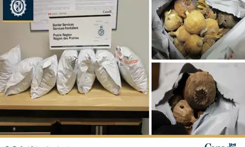 ਕੈਨੇਡਾ ਦੇ ਹਵਾਈ ਅੱਡੇ ’ਤੇ 14.5 ਕਿਲੋ ਡੋਡੇ ਜ਼ਬਤ