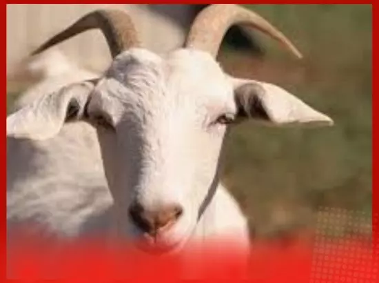 ਮੋਰੋਕੋ ਵਿੱਚ ਬਕਰੀਦ ਤੇ ਕੁਰਬਾਨੀ ਤੇ ਪਾਬੰਦੀ: ਕੀ ਹੈ ਕਾਰਨ ? ਪੜ੍ਹੋ