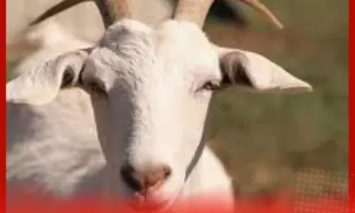 ਮੋਰੋਕੋ ਵਿੱਚ ਬਕਰੀਦ ਤੇ ਕੁਰਬਾਨੀ ਤੇ ਪਾਬੰਦੀ: ਕੀ ਹੈ ਕਾਰਨ ? ਪੜ੍ਹੋ