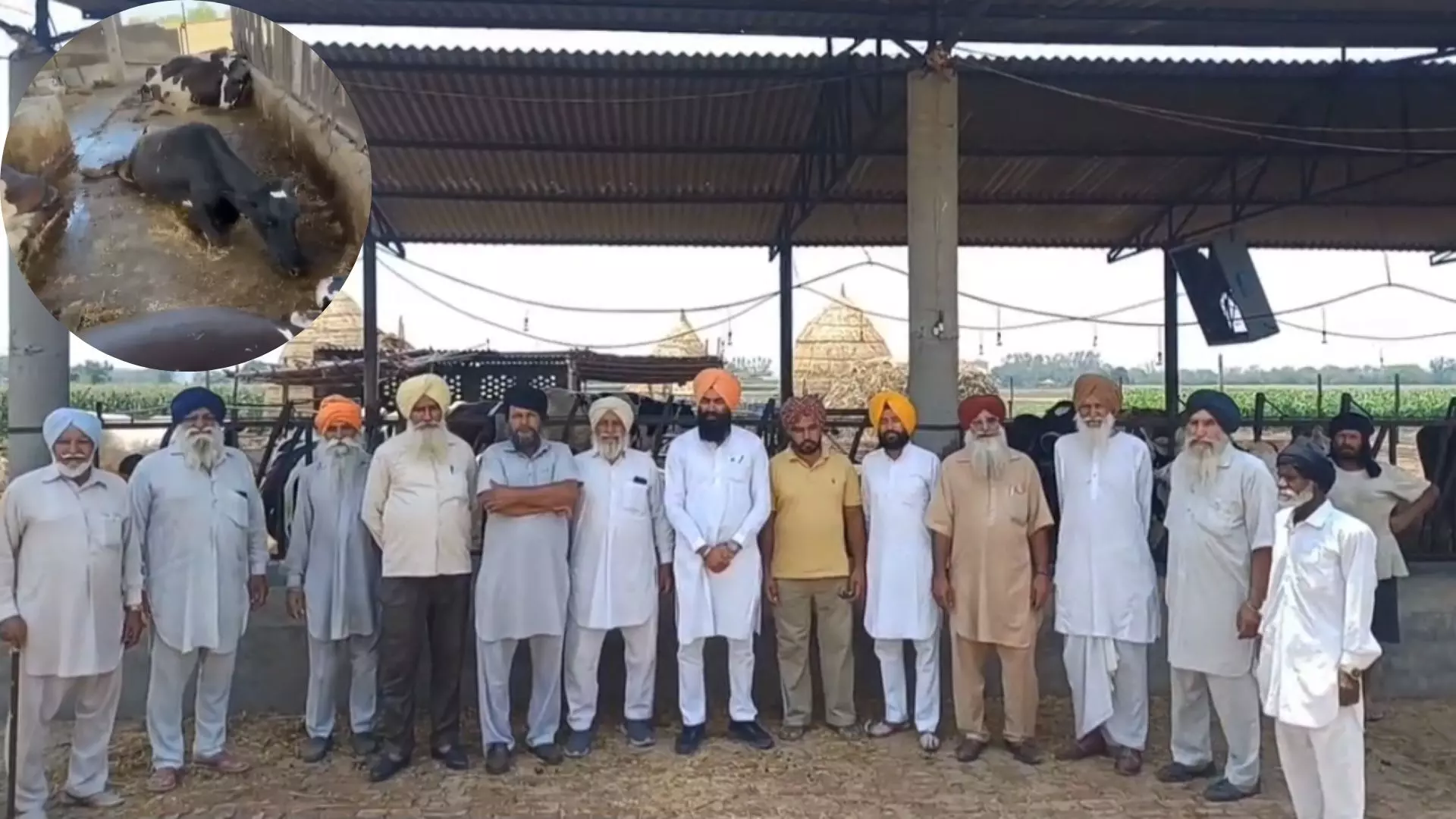 ਫ਼ਤਹਿਗੜ੍ਹ ਸਾਹਿਬ ਦੇ ਪਿੰਡ ਮਹਿਮਦਪੁਰ ਚ ਕਰੰਟ ਲੱਗਣ ਨਾਲ 10 ਗਾਵਾਂ ਦੀ ਮੌਤ