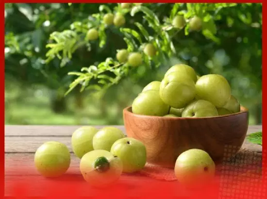 ਇੱਕ ਦਿਨ ਵਿੱਚ ਕਿੰਨੇ ਆਂਵਲੇ ਖਾਣੇ ਚਾਹੀਦੇ ਹਨ? ਜਾਣੋ ਆਂਵਲੇ ਦੇ ਸਿਹਤਮੰਦ ਫਾਇਦੇ