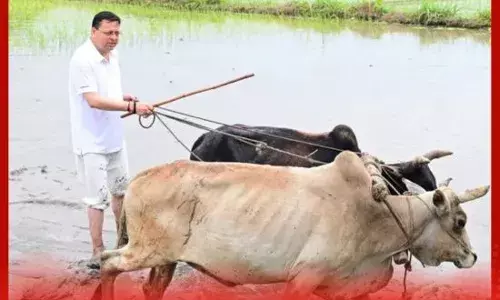 CM ਨੇ ਆਪ ਝੋਨਾ ਲਗਾਇਆ, ਕਿਸਾਨਾਂ ਦੀ ਮਿਹਨਤ ਨੂੰ ਦਿਤੀ ਸ਼ਰਧਾਂਜਲੀ