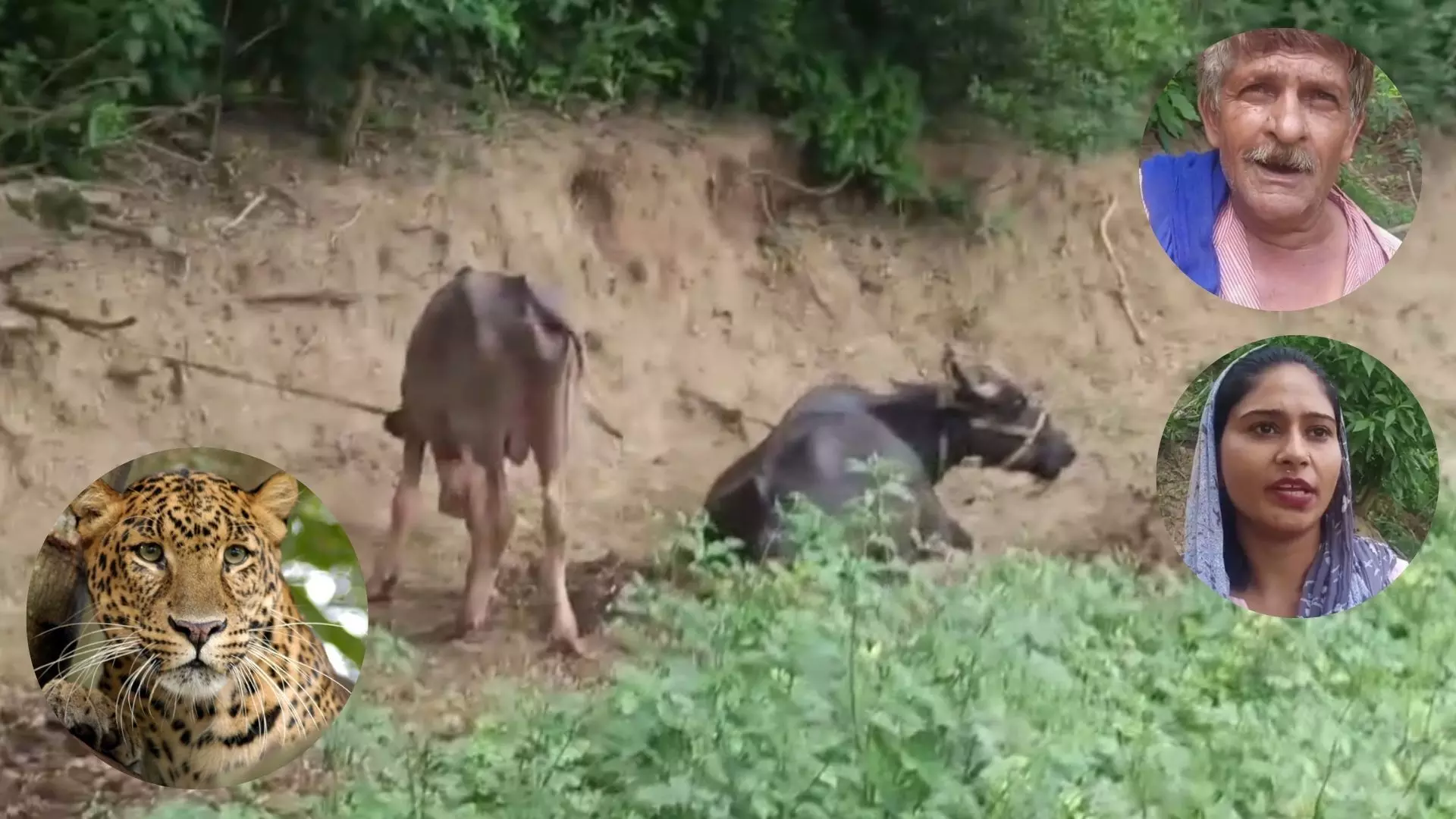 ਹੁਸ਼ਿਆਰਪੁਰ ਦੇ ਪਿੰਡ ਡੰਡੋ ’ਚ ਤੇਂਦੂਏ ਨੇ ਮੱਝ ਦੇ ਕੱਟੇ ਮੌਤ ਦੇ ਘਾਟ ਉਤਾਰਿਆ