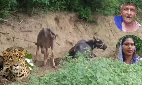 ਹੁਸ਼ਿਆਰਪੁਰ ਦੇ ਪਿੰਡ ਡੰਡੋ ’ਚ ਤੇਂਦੂਏ ਨੇ ਮੱਝ ਦੇ ਕੱਟੇ ਮੌਤ ਦੇ ਘਾਟ ਉਤਾਰਿਆ