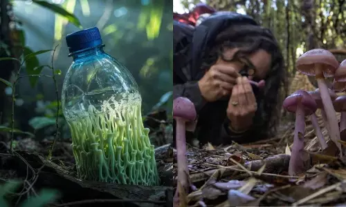 ਮਿਲ ਗਿਆ ਪਲਾਸਟਿਕ ਖਾਣ ਵਾਲਾ ਫੰਗਸ! ਪਲਾਸਟਿਕ ਕਚਰੇ ਦਾ ਹੋਊ ਪੱਕਾ ਹੱਲ?