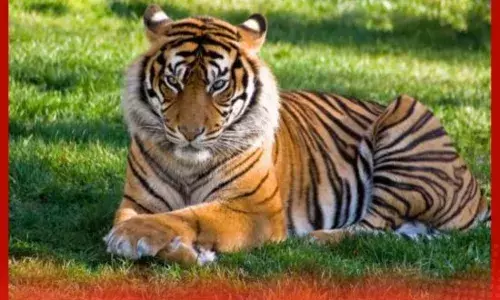 ਟਾਈਗਰ ਦਿਵਸ : ਦੁਨੀਆ ਦੇ 75% ਬਾਘ ਇੱਥੇ ਹਨ ?