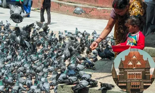 ਕਬੂਤਰਾਂ ਨੂੰ ਦਾਣਾ ਪਾਇਆ ਤਾਂ ਜਾਣਾ ਪਊ ਜੇਲ੍ਹ! ਅਦਾਲਤ ਨੇ ਜਾਰੀ ਕੀਤੇ ਆਦੇਸ਼
