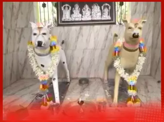 ਕੁੱਤਿਆਂ ਦਾ ਅਨੋਖਾ ਮੰਦਰ: ਇੱਕ ਵਫ਼ਾਦਾਰ ਕੁੱਤੇ ਦੀ ਕਹਾਣੀ ਤੇ ਲੋਕਾਂ ਦੀ ਆਸਥਾ