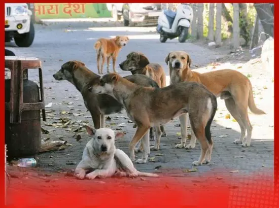 ਦਿੱਲੀ ਤੋਂ ਬਾਅਦ ਹੁਣ ਰਾਜਸਥਾਨ ਵਿੱਚ ਵੀ ਨਹੀਂ ਦਿਖਣਗੇ ਆਵਾਰਾ ਕੁੱਤੇ ਦਿੱਲੀ ਤੋਂ ਬਾਅਦ ਹੁਣ ਰਾਜਸਥਾਨ ਵਿੱਚ ਵੀ ਨਹੀਂ ਦਿਖਣਗੇ ਆਵਾਰਾ ਕੁੱਤੇ