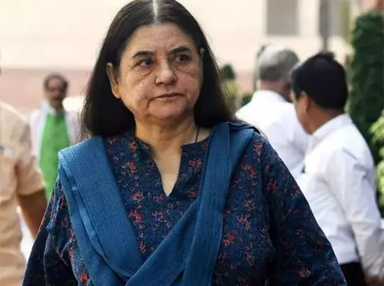 Supreme Court ਦੇ ਆਵਾਰਾ ਕੁੱਤਿਆਂ ਬਾਰੇ ਫੈਸਲੇ ਤੇ ਮੇਨਕਾ ਗਾਂਧੀ ਦਾ ਵੱਡਾ ਬਿਆਨ