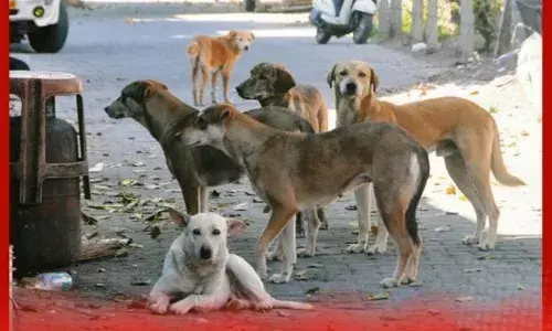 ਦਿੱਲੀ ਤੋਂ ਬਾਅਦ ਹੁਣ ਰਾਜਸਥਾਨ ਵਿੱਚ ਵੀ ਨਹੀਂ ਦਿਖਣਗੇ ਆਵਾਰਾ ਕੁੱਤੇ