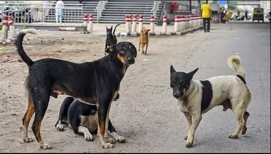 Delhi NCR Dogs: ਦਿੱਲੀ ਚੋਂ ਆਵਾਰਾ ਕੁੱਤਿਆਂ ਨੂੰ ਹਟਾਉਣ ਦੇ ਫ਼ੈਸਲੇ ਤੇ ਸੁਪਰੀਮ ਕੋਰਟ ਦੇ ਮੁੱਖ ਜੱਜ ਦਾ ਬਿਆਨ, ਮੈਂ ਇਸ ਤੇ ਗ਼ੌਰ ਕਰਾਂਗਾ