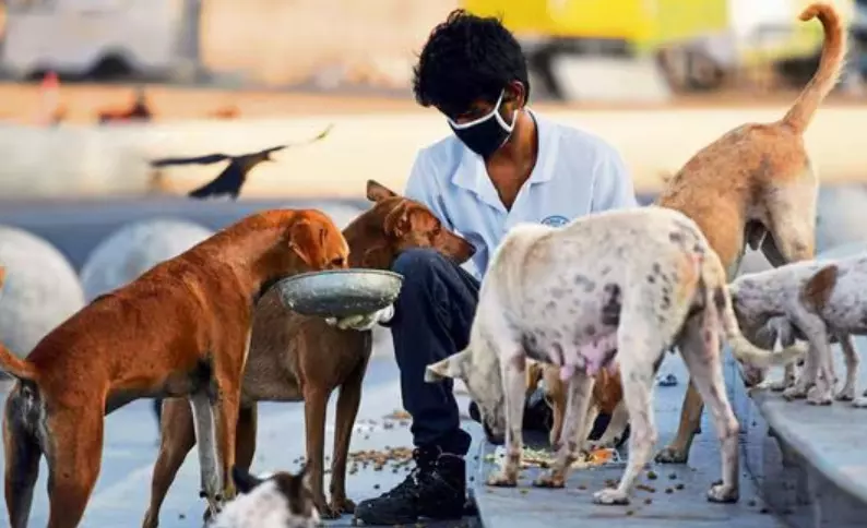 Delhi NCR Dogs: ਦੇਸ਼ ਚ 82 ਫ਼ੀਸਦੀ ਅਵਾਰਾ ਕੁੱਤਿਆਂ ਦਾ ਵਿਵਹਾਰ ਦੋਸਤਾਨਾ, ਸਿਰਫ਼ ਦੋ ਫ਼ੀਸਦੀ ਮਾਮਲਿਆਂ ਚ ਕੁੱਤੇ ਦੇਖੇ ਗਏ ਅਗ੍ਰੈਸਿਵ