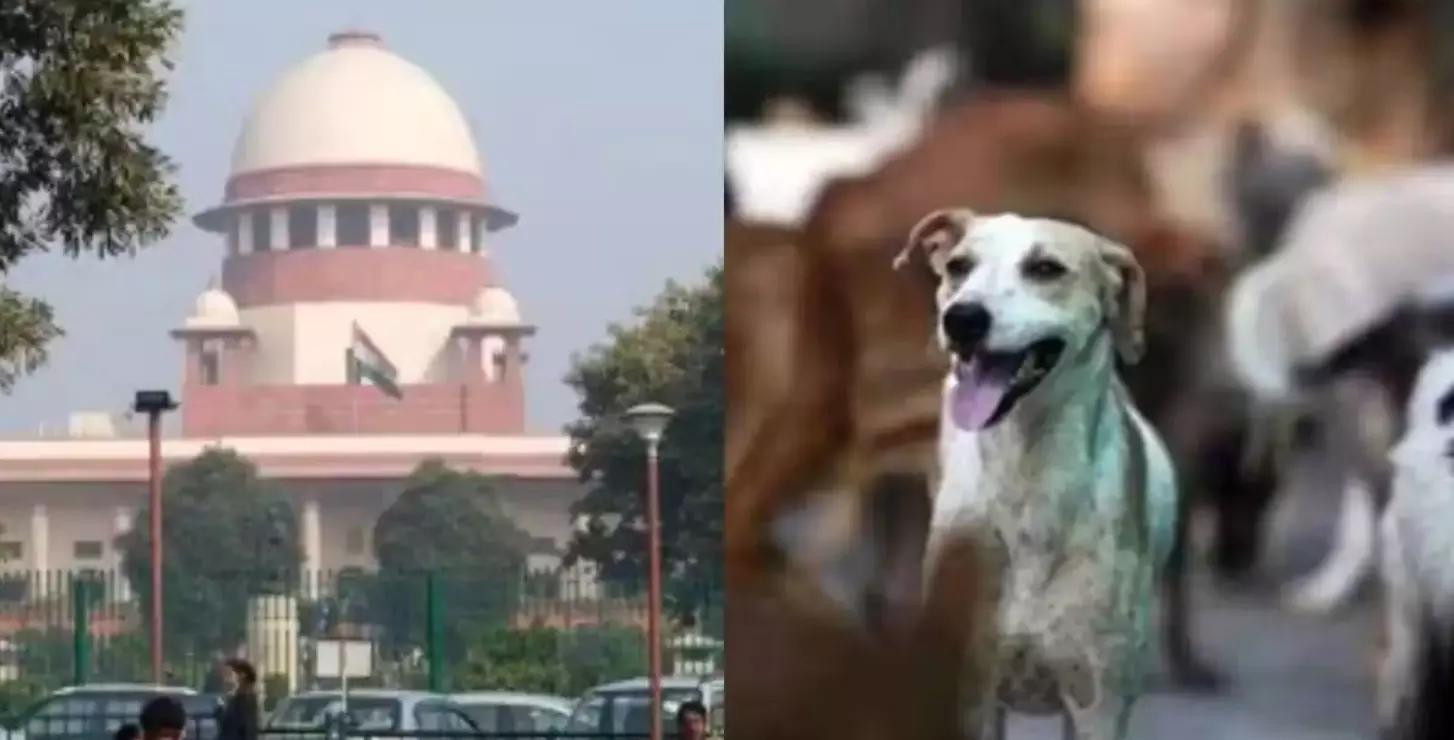 Delhi NCR Dogs: ਦਿੱਲੀ ਦੇ ਅਵਾਰਾ ਕੁੱਤਿਆਂ ਤੇ ਸੁਪਰੀਮ ਕੋਰਟ ਚ ਸੁਣਵਾਈ ਭਲਕੇ, ਤਿੰਨ ਜੱਜ ਕਰਨਗੇ ਮਾਮਲੇ ਦੀ ਸੁਣਵਾਈ