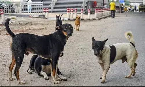 Delhi NCR Dogs: ਅਵਾਰਾ ਕੁੱਤਿਆਂ ਨਾਲ ਜੁੜੇ ਮਾਮਲੇ ਤੇ ਸੁਪਰੀਮ ਕੋਰਟ ਦਾ ਫ਼ੈਸਲਾ ਸੁਰੱਖਿਅਤ