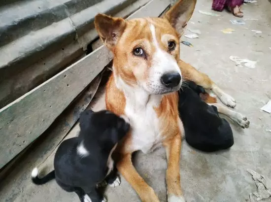 ਆਵਾਰਾ ਕੁੱਤਿਆਂ ਨੂੰ ਖੁਆਉਣ ਤੇ ਸੁਪਰੀਮ ਕੋਰਟ ਵਲੋਂ ਨਿਯਮ ਤਿਆਰ, ਪੜ੍ਹੋ