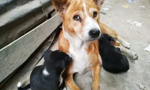 ਆਵਾਰਾ ਕੁੱਤਿਆਂ ਨੂੰ ਖੁਆਉਣ ਤੇ ਸੁਪਰੀਮ ਕੋਰਟ ਵਲੋਂ ਨਿਯਮ ਤਿਆਰ, ਪੜ੍ਹੋ