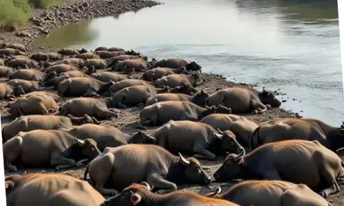 ਨਦੀ ਵਿੱਚ 73 ਮੱਝਾਂ ਦੀਆਂ ਲਾਸ਼ਾਂ ਤੈਰਦੀਆਂ ਮਿਲੀਆਂ, ਪਿੰਡ ਵਾਸੀ ਦਹਿਸ਼ਤ ਵਿੱਚ