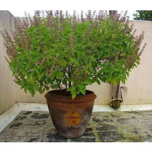 Tulsi Benefits: ਸਰੀਰ ਚ 36 ਫ਼ੀਸਦੀ ਤੱਕ ਤਣਾਅ ਹਾਰਮੋਨ ਦੇ ਅਸਰ ਨੂੰ ਘਟਾ ਸਕਦੀ ਹੈ ਤੁਲਸੀ, ਵਿਿਗਿਆਨੀਆਂ ਦੀ ਨਵੀਂ ਰਿਸਰਚ ਚ ਖ਼ੁਲਾਸਾ Tulsi Benefits: ਸਰੀਰ ਚ 36 ਫ਼ੀਸਦੀ ਤੱਕ ਤਣਾਅ ਹਾਰਮੋਨ ਦੇ ਅਸਰ ਨੂੰ ਘਟਾ ਸਕਦੀ ਹੈ ਤੁਲਸੀ, ਵਿਿਗਿਆਨੀਆਂ ਦੀ ਨਵੀਂ ਰਿਸਰਚ ਚ ਖ਼ੁਲਾਸਾ