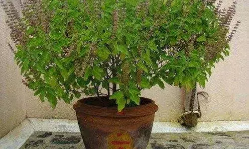 Tulsi Benefits: ਸਰੀਰ ਚ 36 ਫ਼ੀਸਦੀ ਤੱਕ ਤਣਾਅ ਹਾਰਮੋਨ ਦੇ ਅਸਰ ਨੂੰ ਘਟਾ ਸਕਦੀ ਹੈ ਤੁਲਸੀ, ਵਿਿਗਿਆਨੀਆਂ ਦੀ ਨਵੀਂ ਰਿਸਰਚ ਚ ਖ਼ੁਲਾਸਾ