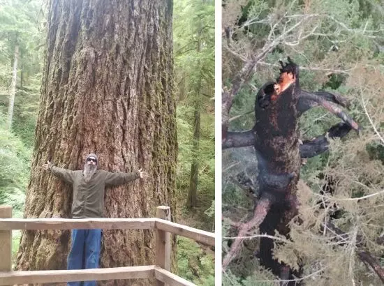 ਦੁਨੀਆ ਦਾ ਸਭ ਤੋਂ 450 ਸਾਲ ਤੋਂ ਵੱਧ ਪੁਰਾਣਾ ਰੁੱਖ ਅੱਗ ਦੀ ਲਪੇਟ ਵਿੱਚ