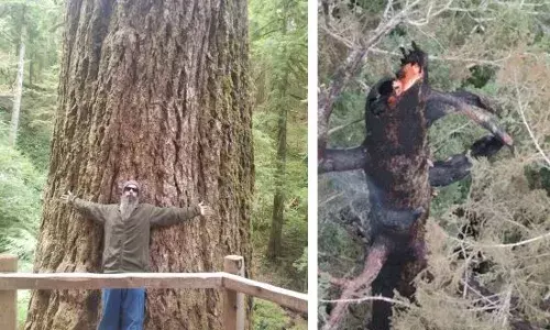 ਦੁਨੀਆ ਦਾ ਸਭ ਤੋਂ 450 ਸਾਲ ਤੋਂ ਵੱਧ ਪੁਰਾਣਾ ਰੁੱਖ ਅੱਗ ਦੀ ਲਪੇਟ ਵਿੱਚ