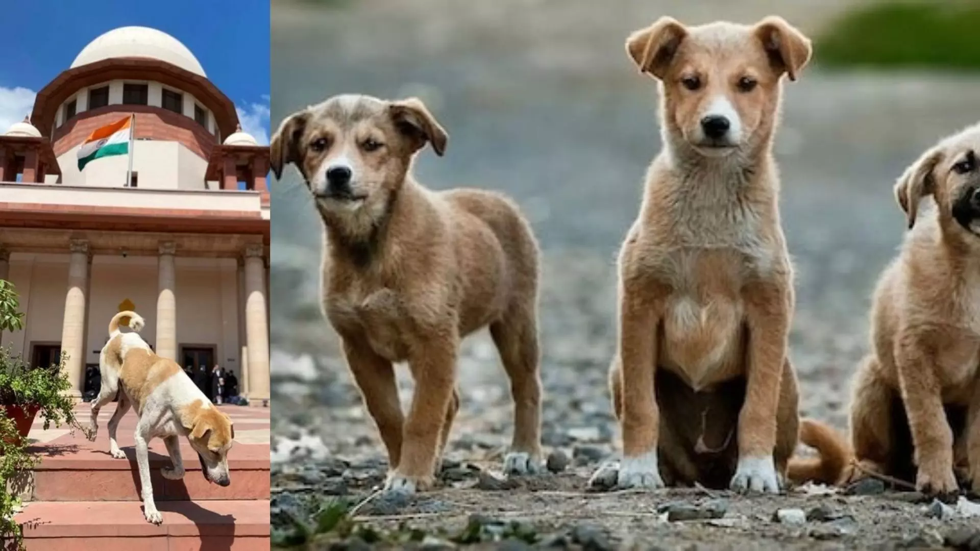 ਆਵਾਰਾ ਕੁੱਤਿਆਂ ਨੂੰ ਲੈ ਕੇ ਸੁਪਰੀਮ ਕੋਰਟ ਦਾ ਆਇਆ ਵੱਡਾ ਫੈਸਲਾ