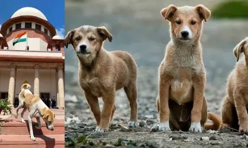 ਆਵਾਰਾ ਕੁੱਤਿਆਂ ਨੂੰ ਲੈ ਕੇ ਸੁਪਰੀਮ ਕੋਰਟ ਦਾ ਆਇਆ ਵੱਡਾ ਫੈਸਲਾ