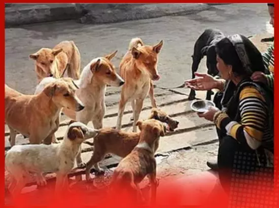 ਕਾਲਜ ਤੋਂ ਵਾਪਸ ਆ ਰਹੀ ਵਿਦਿਆਰਥਣ ਤੇ ਆਵਾਰਾ ਕੁੱਤਿਆ ਦਾ ਹਮਲਾ