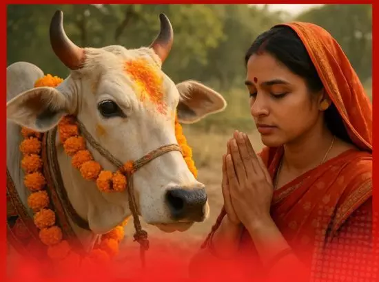 ਗਾਵਾਂ ਬਾਰੇ ਅਦਾਲਤ ਦਾ ਵੱਡਾ ਬਿਆਨ, ਪੜ੍ਹੋ ਕੀ ਕਿਹਾ ?