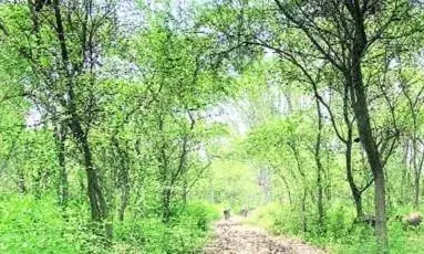 Punjab News: ਰੁੱਖਾਂ ਦੀ ਸੁਰੱਖਿਆ ਲਈ ਮਾਨ ਸਰਕਾਰ ਗੰਭੀਰ: ਵੱਖੋ ਵੱਖ ਇਲਾਕਿਆਂ ਵਿਚ ਲਾਏ ਜਾਣਗੇ ਟ੍ਰੀ ਅਫ਼ਸਰ