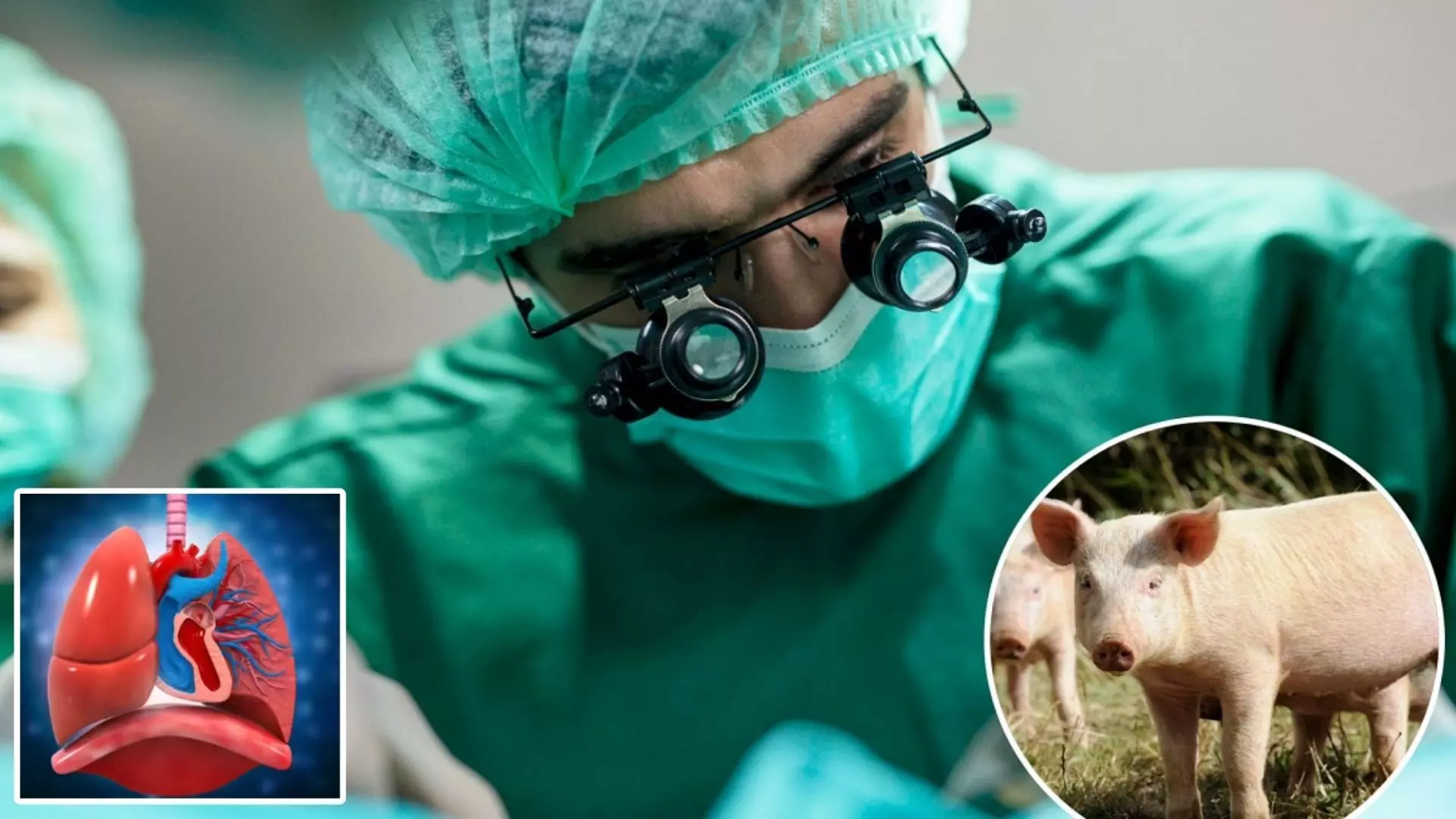 ਸੂਰ ਦੇ ਫੇਫੜਿਆਂ ਨਾਲ ਸਾਹ ਲੈ ਸਕੇਗਾ ਇਨਸਾਨ? ਵਿਗਿਆਨੀਆਂ ਨੇ ਕਰਤਾ ਵੱਡਾ ਕਮਾਲ