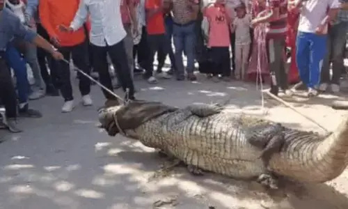 ਹੜ੍ਹਾਂ ਅਤੇ ਬਾਰਿਸ਼ਾਂ ਵਿਚਕਾਰ, ਮਗਰਮੱਛਾਂ ਨੇ ਮਚਾਈ ਦਹਿਸ਼ਤ