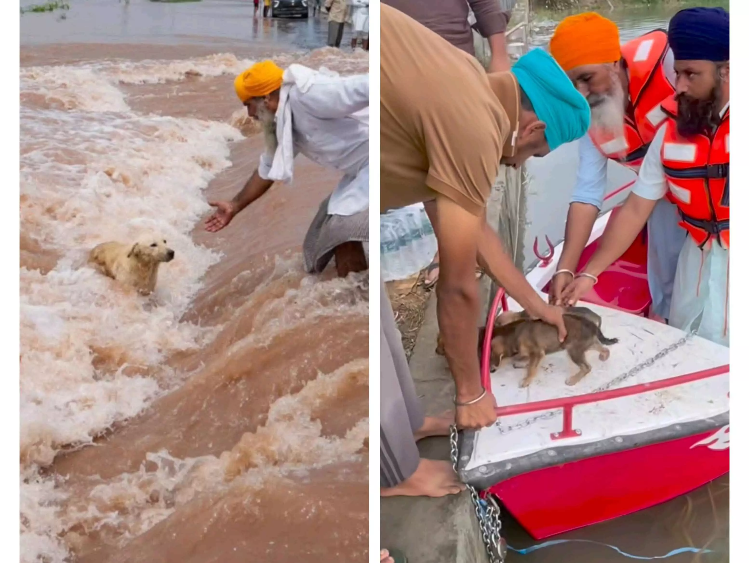 Punjab News: ਹੜ੍ਹ ਵਰਗੀ ਆਪਦਾ ਵਿੱਚ ਵੀ ਪੰਜਾਬੀਆਂ ਨੂੰ ਆਪਣੇ ਨਾਲੋਂ ਵੱਧ ਜਾਨਵਰਾਂ ਦੀ ਫ਼ਿਕਰ, ਹੜ੍ਹ ਤੋਂ ਕੁੱਤੇ ਨੂੰ ਬਚਾਉਂਦੇ ਕਿਸਾਨ ਦੀ ਤਸਵੀਰ ਵਾਇਰਲ