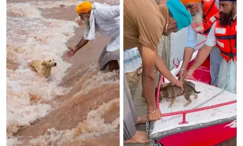 Punjab News: ਹੜ੍ਹ ਵਰਗੀ ਆਪਦਾ ਵਿੱਚ ਵੀ ਪੰਜਾਬੀਆਂ ਨੂੰ ਆਪਣੇ ਨਾਲੋਂ ਵੱਧ ਜਾਨਵਰਾਂ ਦੀ ਫ਼ਿਕਰ, ਹੜ੍ਹ ਤੋਂ ਕੁੱਤੇ ਨੂੰ ਬਚਾਉਂਦੇ ਕਿਸਾਨ ਦੀ ਤਸਵੀਰ ਵਾਇਰਲ