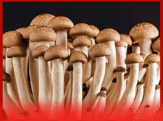 ਕੀ ਯੂਰਿਕ ਐਸਿਡ ਦੀ ਮਾਤਰਾ ਜ਼ਿਆਦਾ ਹੋਣ ਤੇ ਮਸ਼ਰੂਮ ਖਾਣੇ ਚਾਹੀਦੇ ਹਨ? ਕੀ ਯੂਰਿਕ ਐਸਿਡ ਦੀ ਮਾਤਰਾ ਜ਼ਿਆਦਾ ਹੋਣ ਤੇ ਮਸ਼ਰੂਮ ਖਾਣੇ ਚਾਹੀਦੇ ਹਨ?