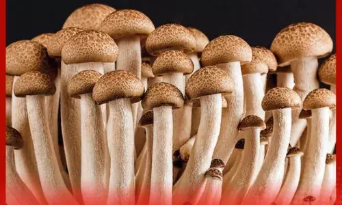 ਕੀ ਯੂਰਿਕ ਐਸਿਡ ਦੀ ਮਾਤਰਾ ਜ਼ਿਆਦਾ ਹੋਣ ਤੇ ਮਸ਼ਰੂਮ ਖਾਣੇ ਚਾਹੀਦੇ ਹਨ?