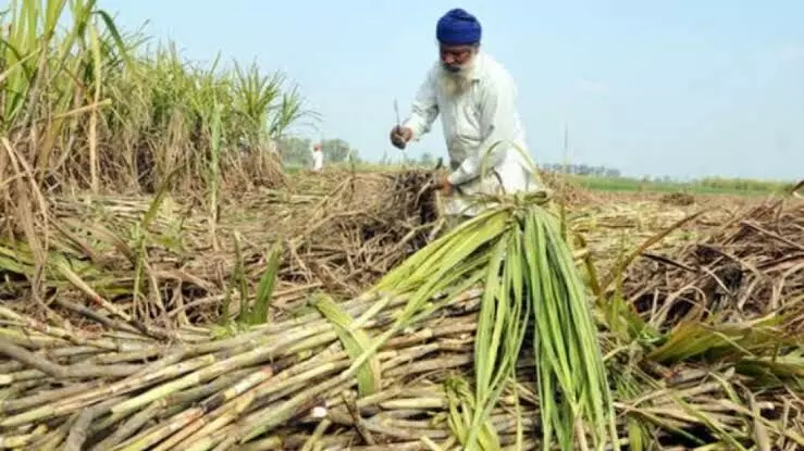 Punjab News: ਕਿਸਾਨਾਂ ਤੇ ਪੰਜਾਬ ਸਰਕਾਰ ਮਿਹਰਬਾਨ, ਗੰਨੇ ਦੇ ਸੀਜ਼ਨ ਲਈ 679.37 ਕਰੋੜ ਰੁਪਏ ਕੀਤੇ ਜਾਰੀ