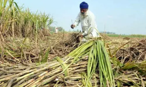 Punjab News: ਕਿਸਾਨਾਂ ਤੇ ਪੰਜਾਬ ਸਰਕਾਰ ਮਿਹਰਬਾਨ, ਗੰਨੇ ਦੇ ਸੀਜ਼ਨ ਲਈ 679.37 ਕਰੋੜ ਰੁਪਏ ਕੀਤੇ ਜਾਰੀ